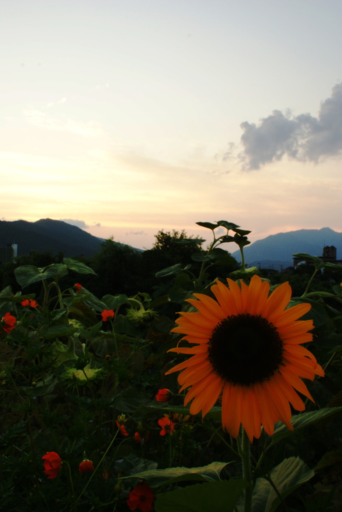 向日葵と夕刻