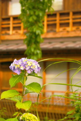 白川の紫陽花
