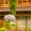 白川の紫陽花
