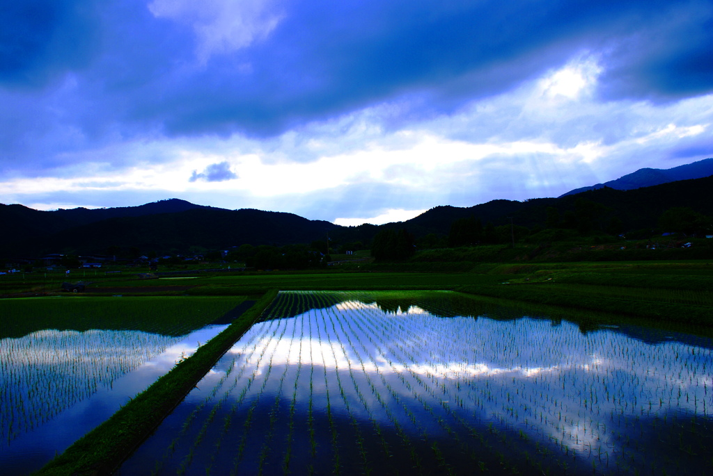 蒼の田園