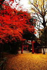 RED TREE