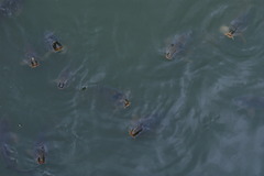 feeding