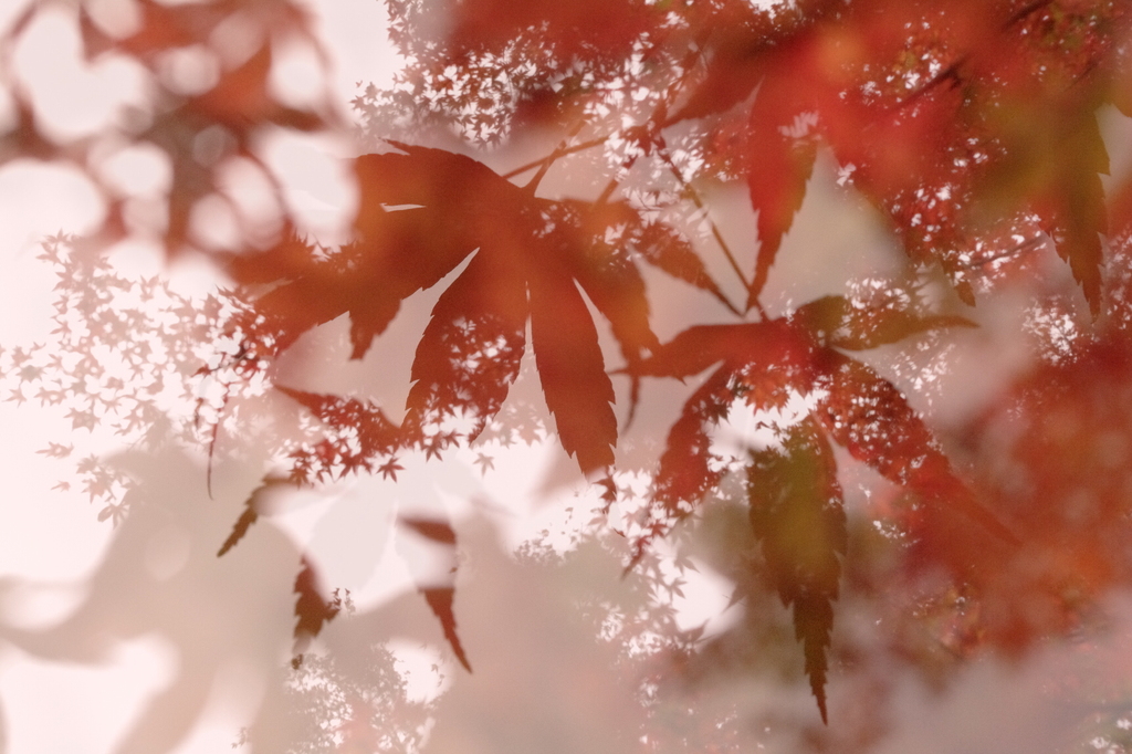冬紅葉