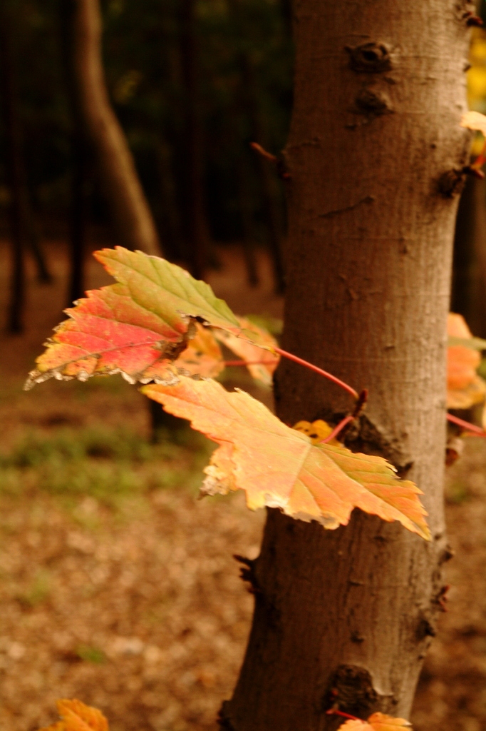 紅葉する