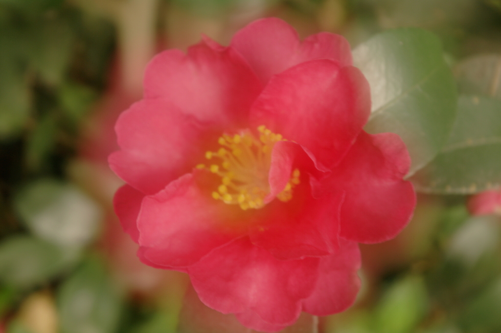 冬近づく花