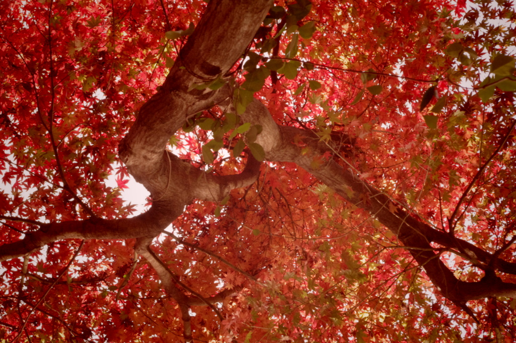 紅葉狩り