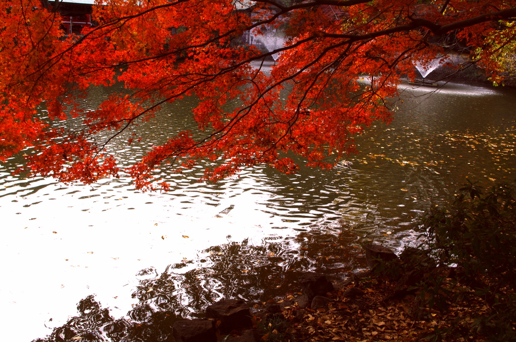 紅葉