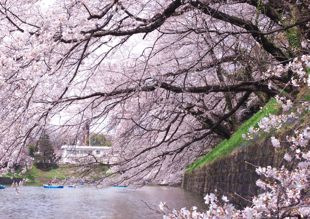 はる