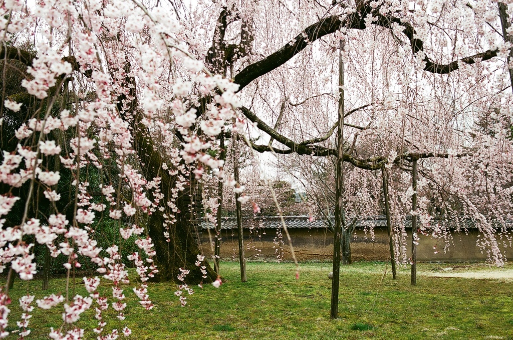 醍醐寺