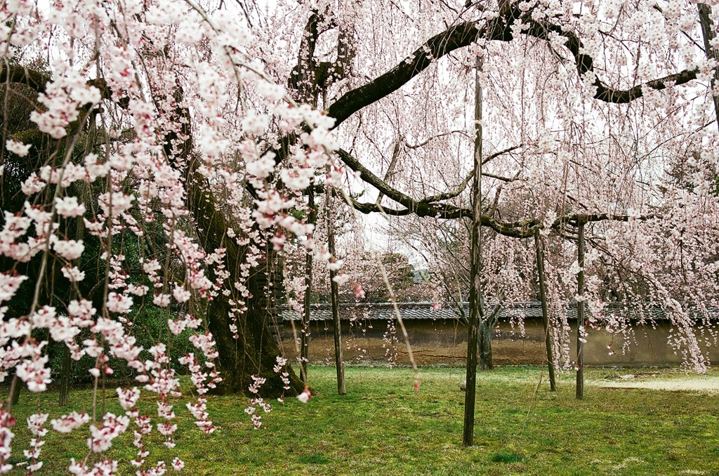 醍醐寺