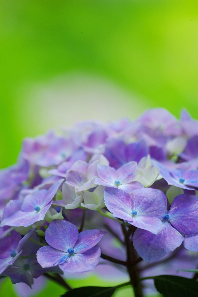 a hydrangea