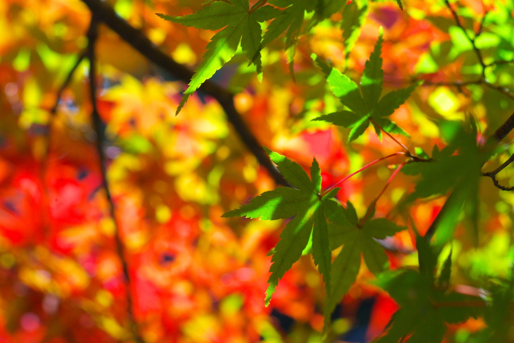 紅葉