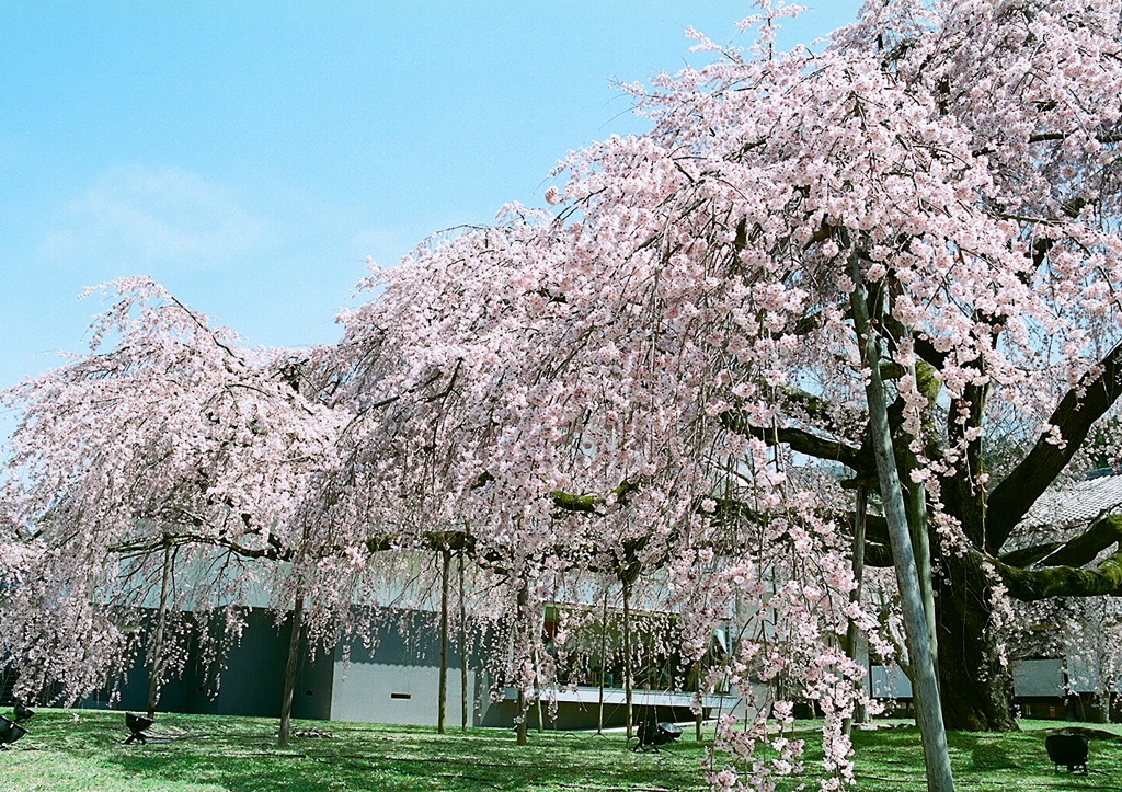 桜の樹の下には