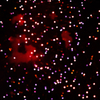 COSMOS