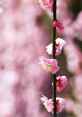 bokeh　plum