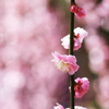 bokeh　plum