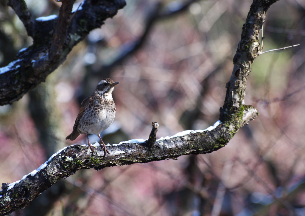 a bird