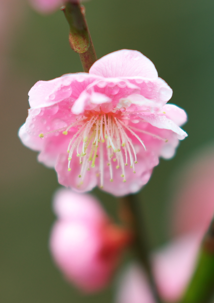 a Japanese apricot