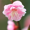 a Japanese apricot
