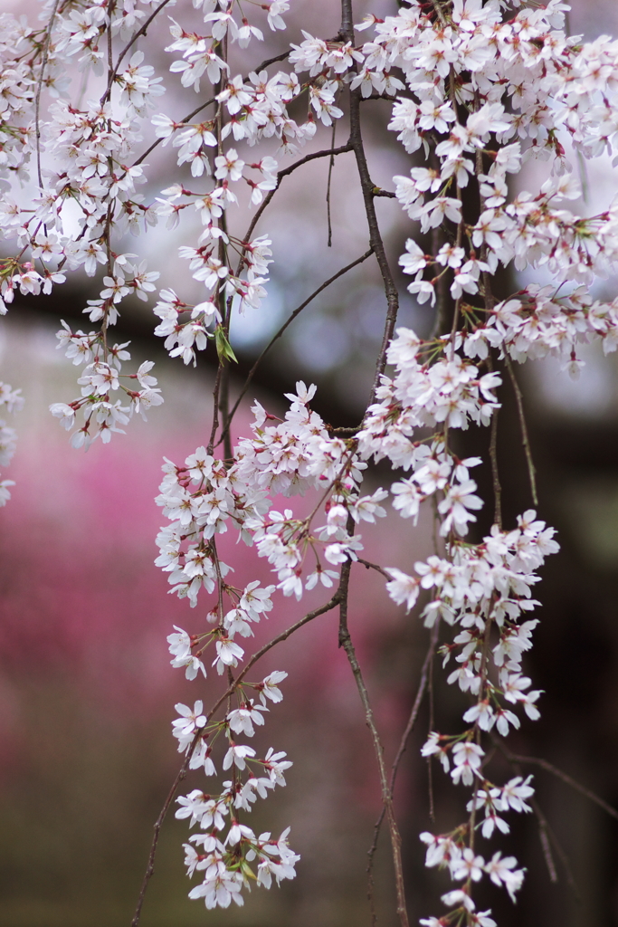 delicate