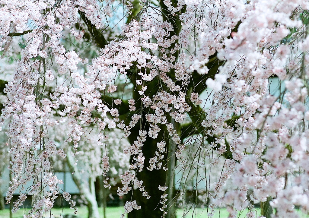 百年の孤独