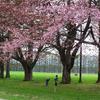 桜の木の下で