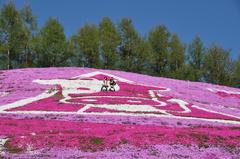 東藻琴芝桜公園３