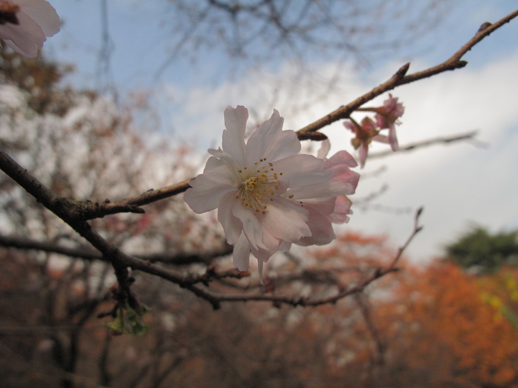 十月桜