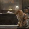 猫カフェにて　１０