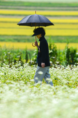 蕎麦の花畑を歩く