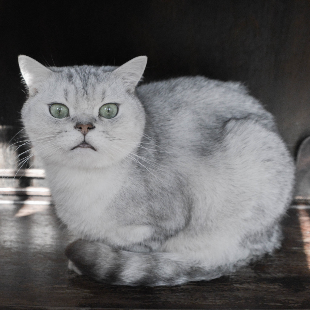 猫カフェにて　６