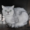 猫カフェにて　６