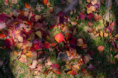 奈良飛火野の紅葉②
