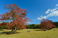 奈良飛火野の紅葉③