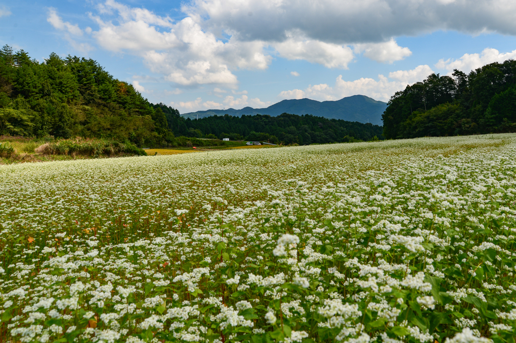 蕎麦の花畑　②