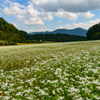 蕎麦の花畑　②