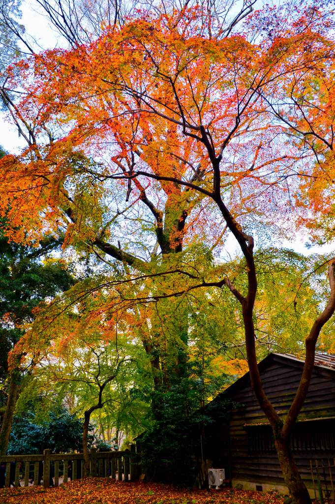 紅葉のグラデーション