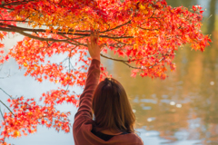 奈良公園の紅葉⑧