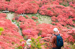 ツツジの絨毯　2