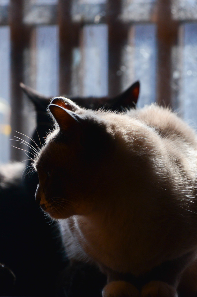 猫カフェにて２