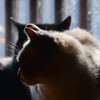 猫カフェにて２