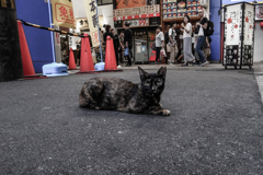 大阪ミナミのネコ①
