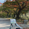 奈良公園の紅葉③