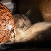 猫カフェにて３