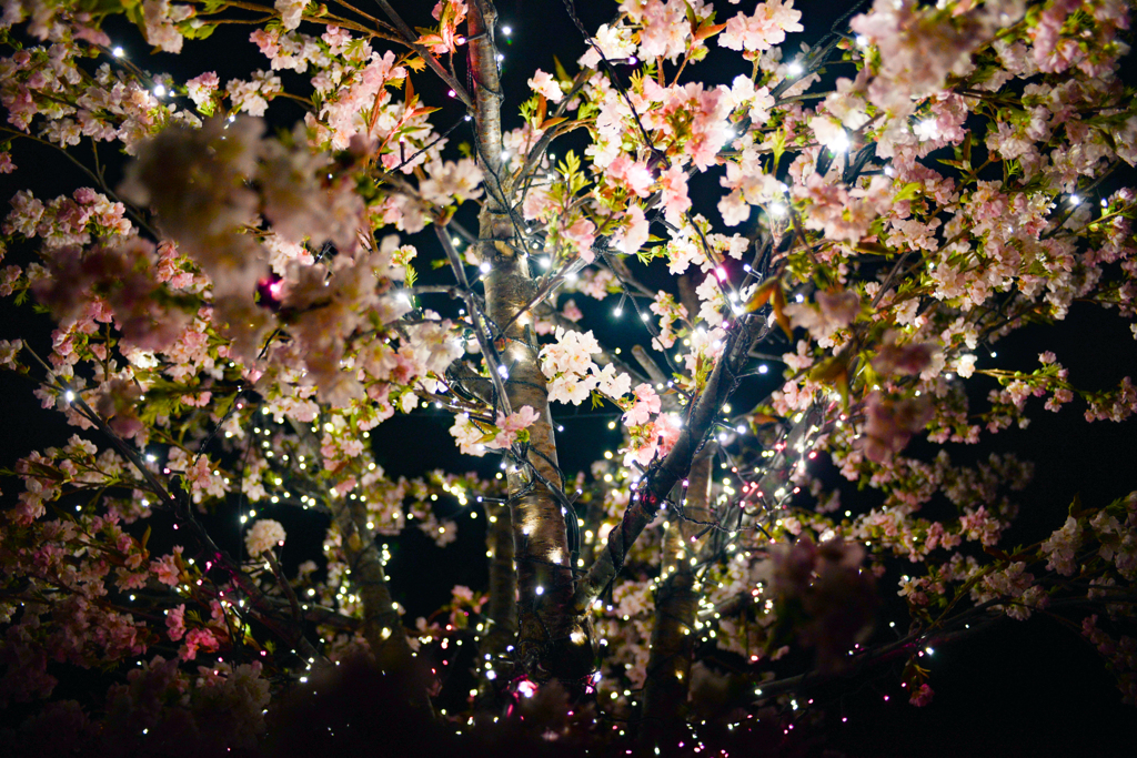奈良公園に桜が咲きました！２