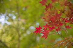 奈良公園の紅葉①