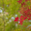 奈良公園の紅葉①
