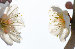 魅せ合う・・・