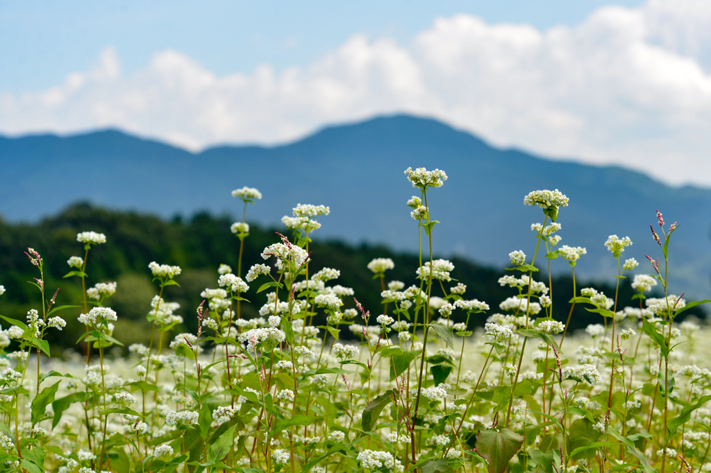 蕎麦の花畑
