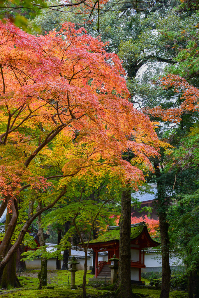 奈良公園の紅葉②